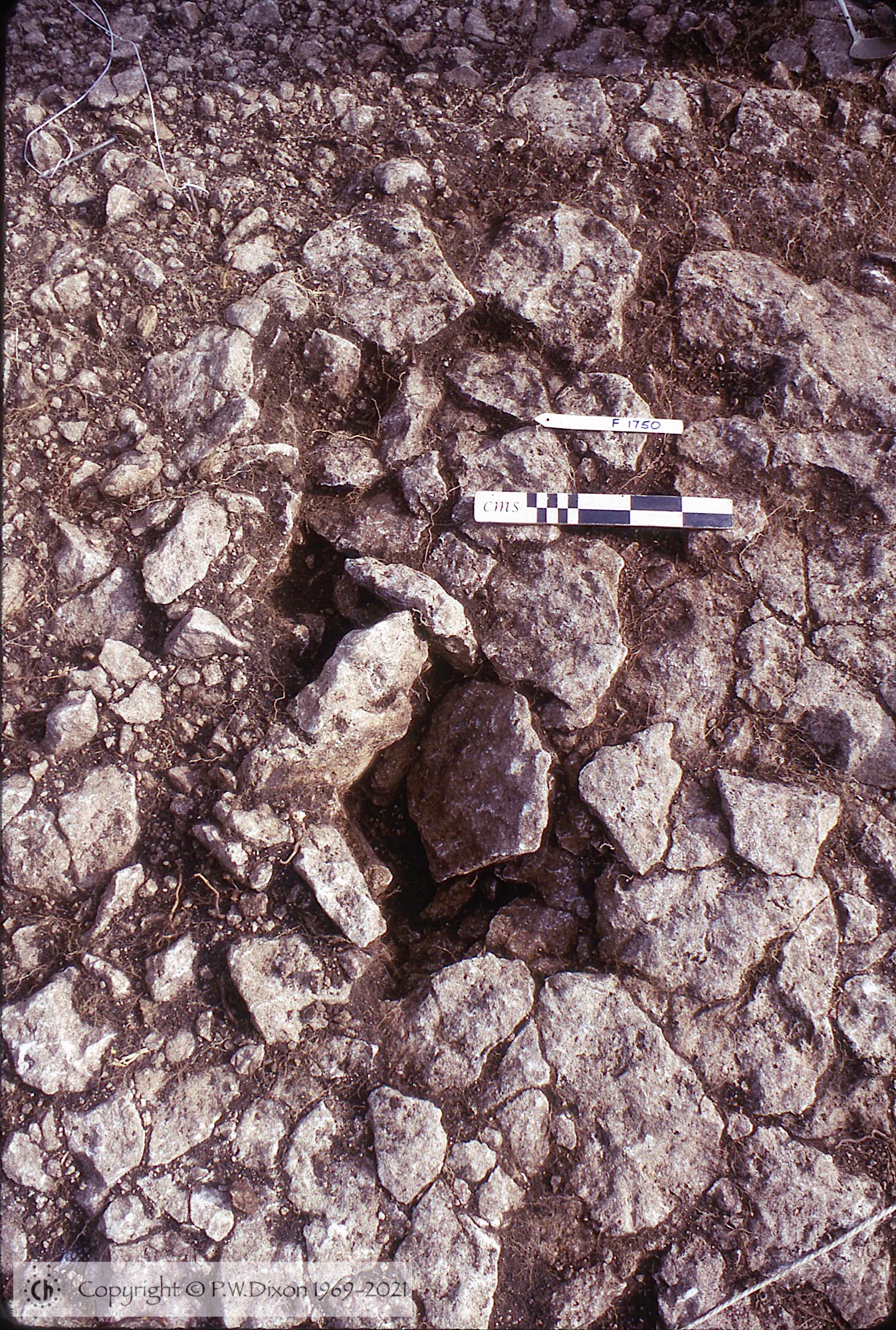C74019