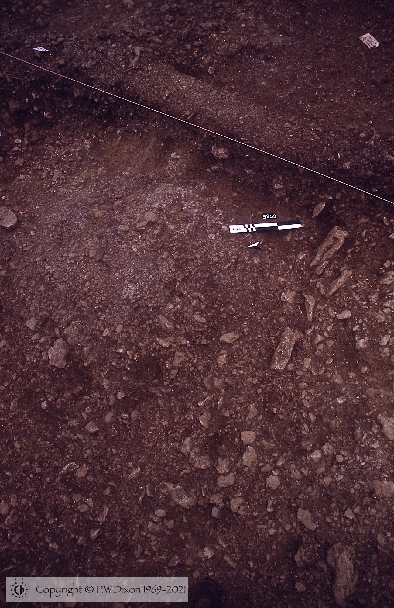 C84019