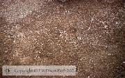 C77162