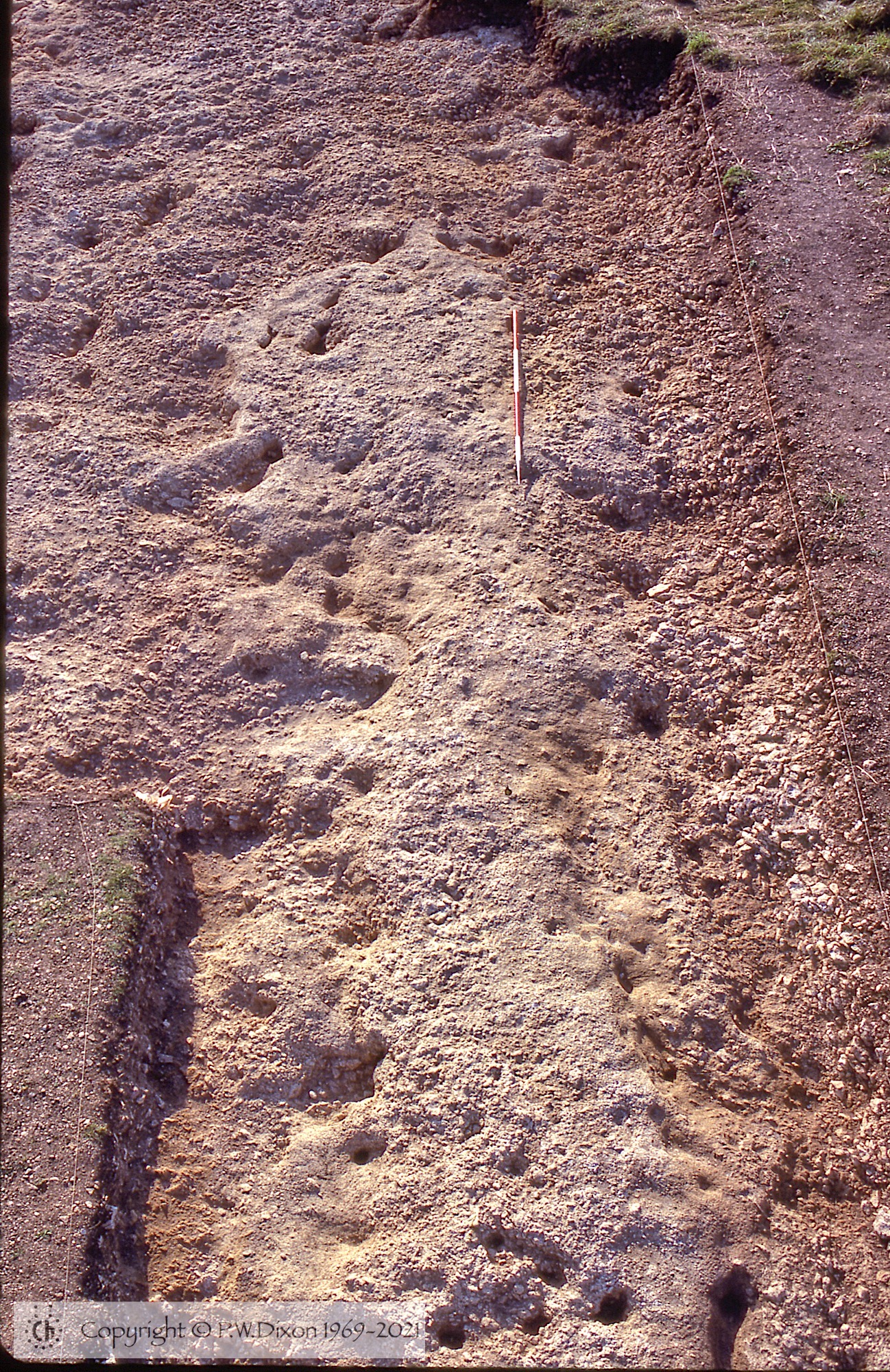 C81207