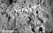 B80247
